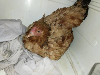 aseel male and female
