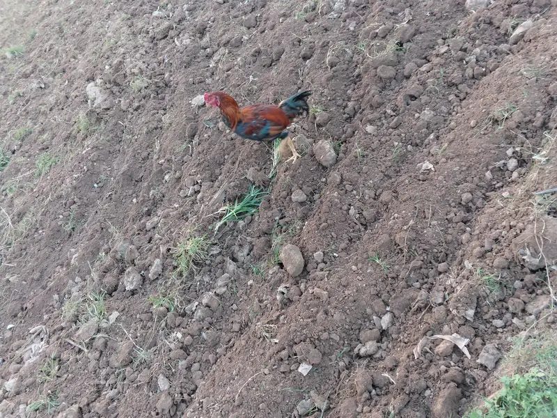 aseel male and female — photo 4