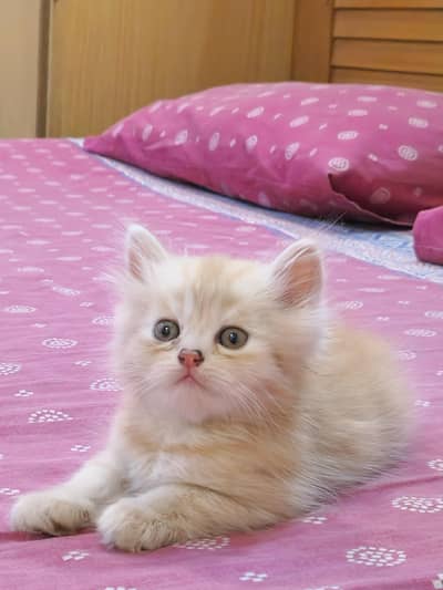 Beautiful Persian Female Kitten - 1.5 Months Old