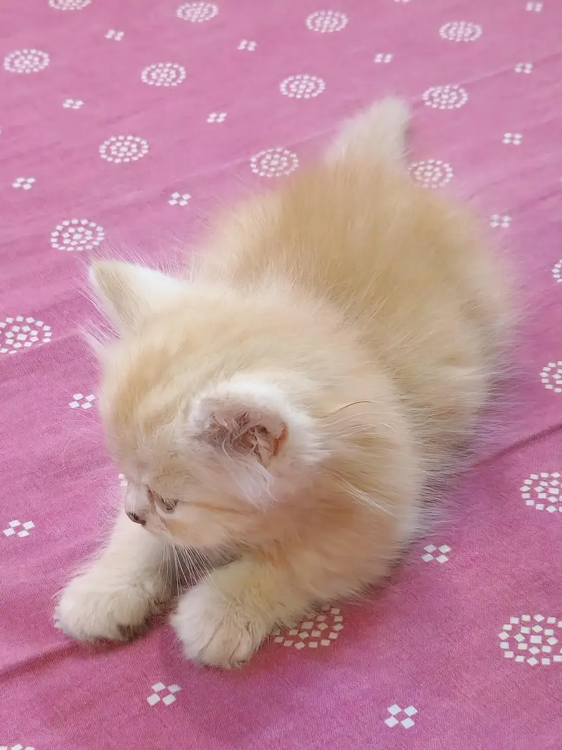 Beautiful Persian Female Kitten - 1.5 Months Old — photo 2