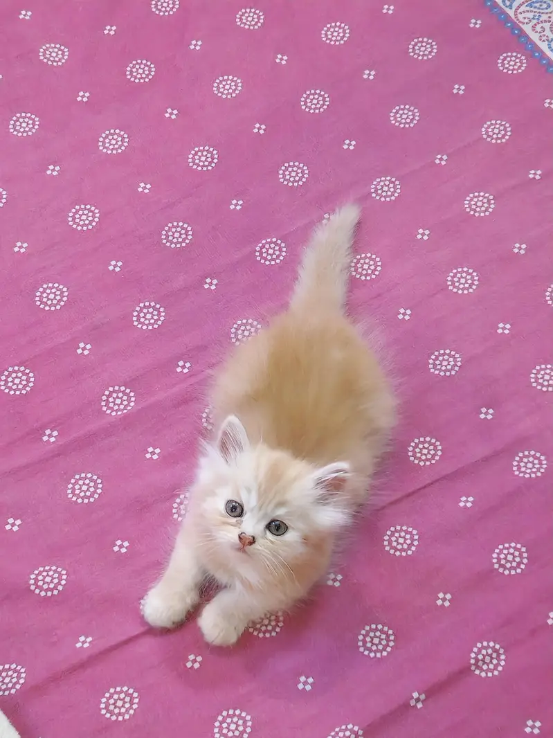 Beautiful Persian Female Kitten - 1.5 Months Old — photo 3