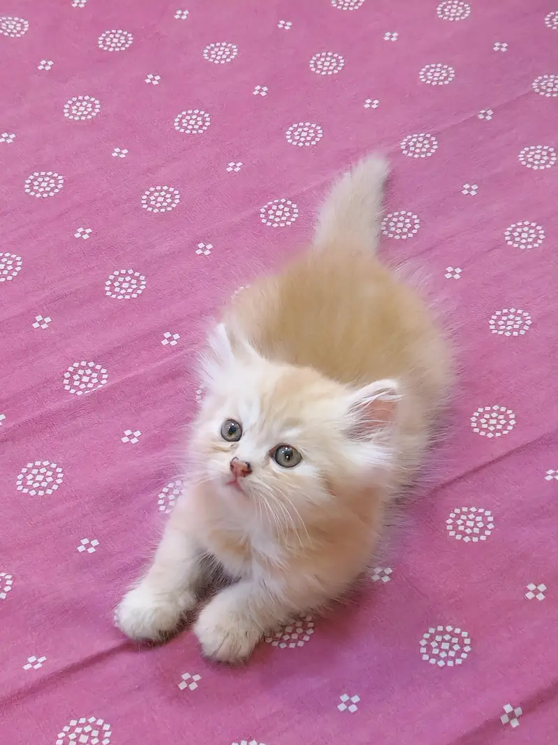 Beautiful Persian Female Kitten - 1.5 Months Old — photo 4