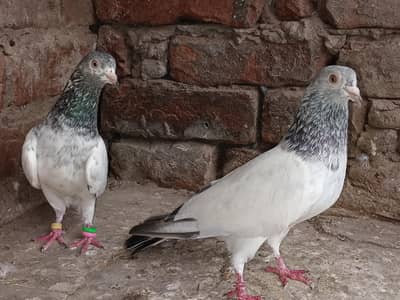 Main nazaeer Wala golden pair