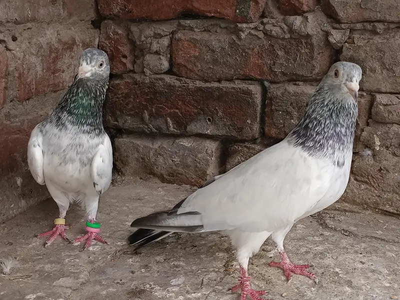 Main nazaeer Wala golden pair — photo 2