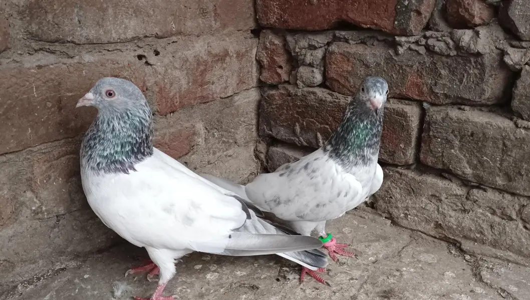 Main nazaeer Wala golden pair — photo 3