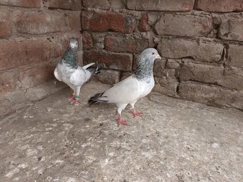 Main nazaeer Wala golden pair — photo 4