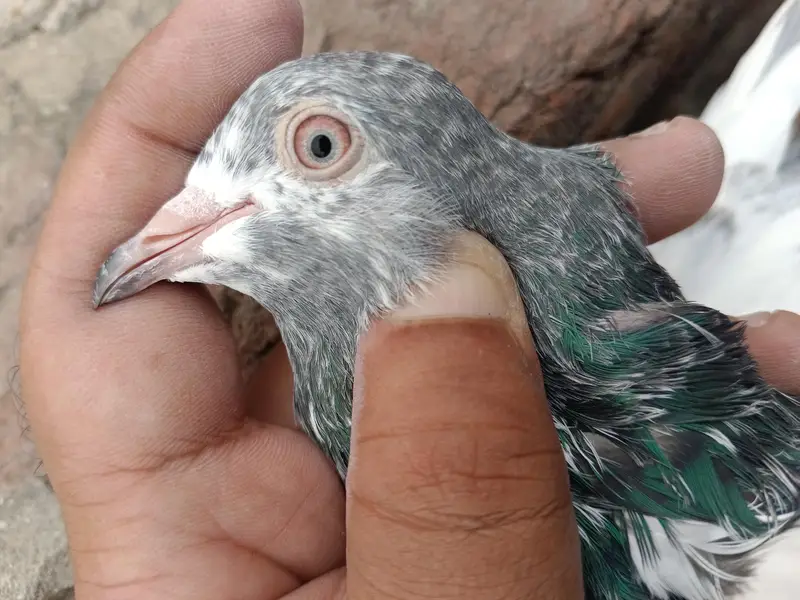 Main nazaeer Wala golden pair — photo 6