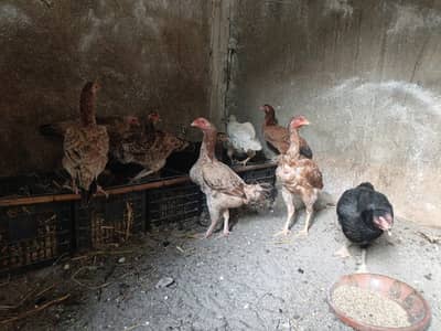 Pure Desi Broody Hens