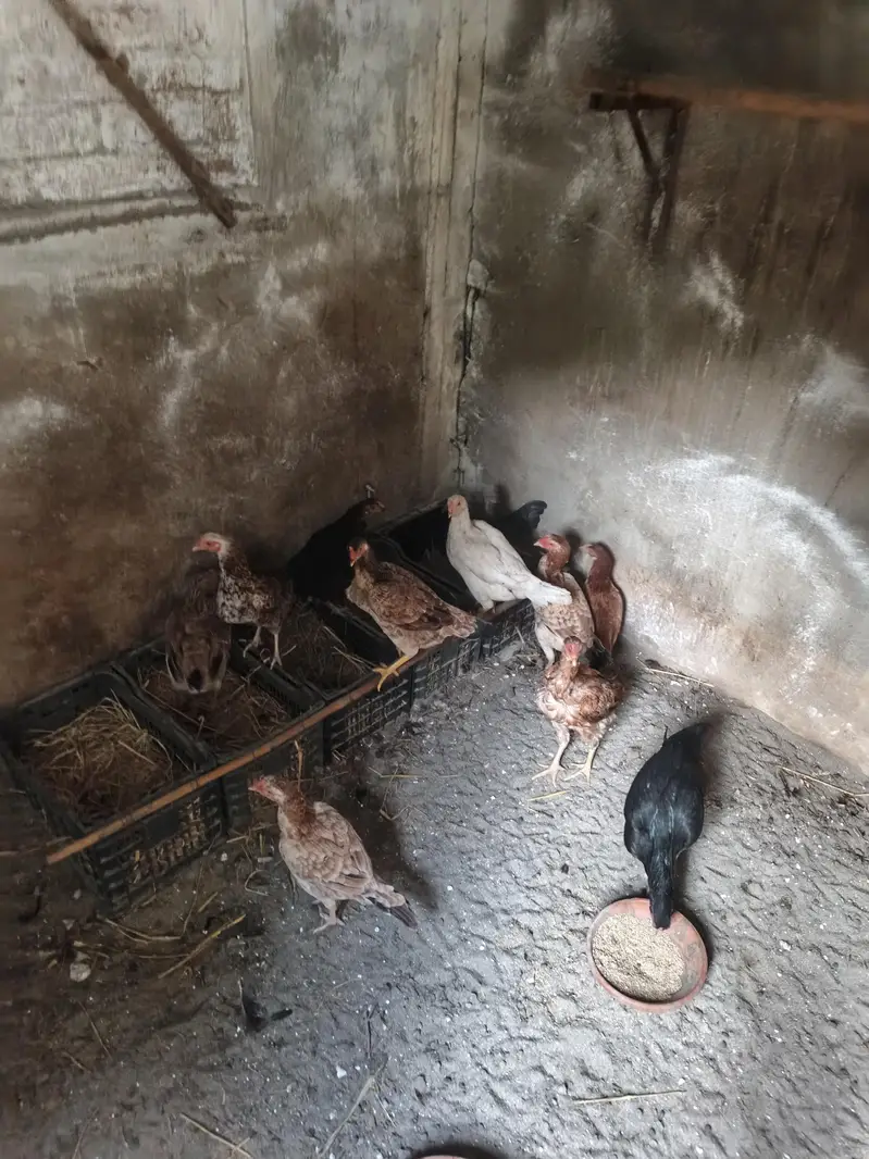 Pure Desi Broody Hens — photo 2