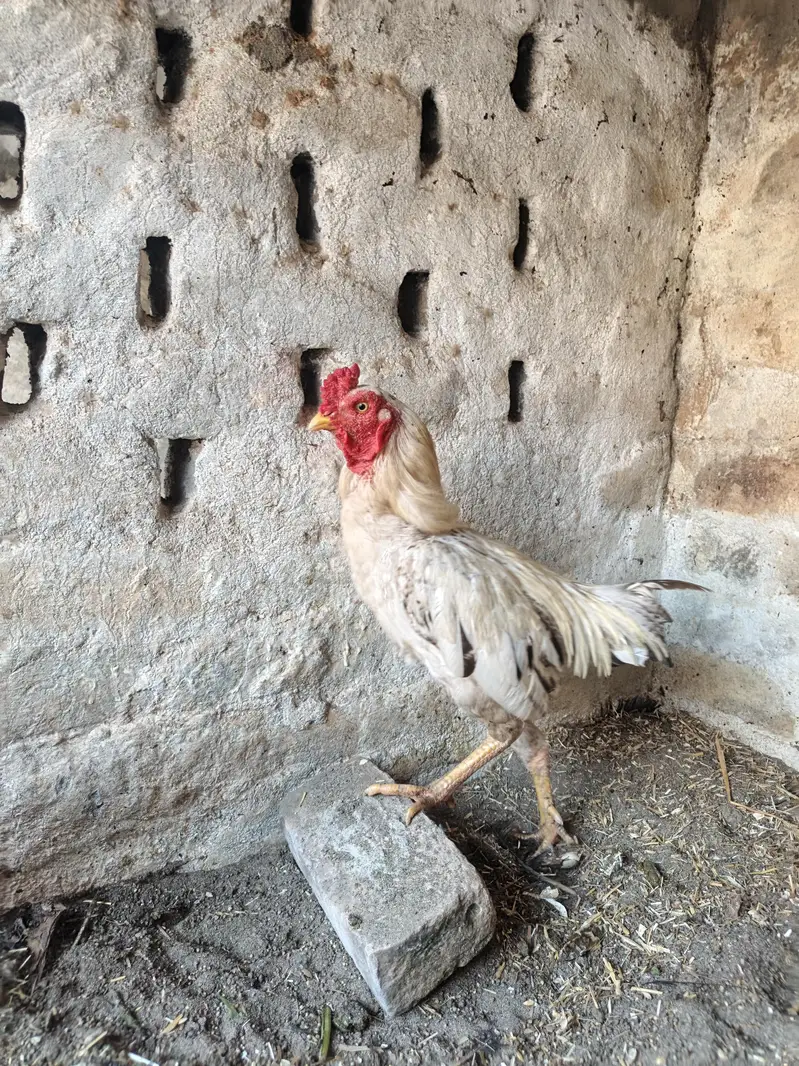 Pure Desi Broody Hens — photo 3