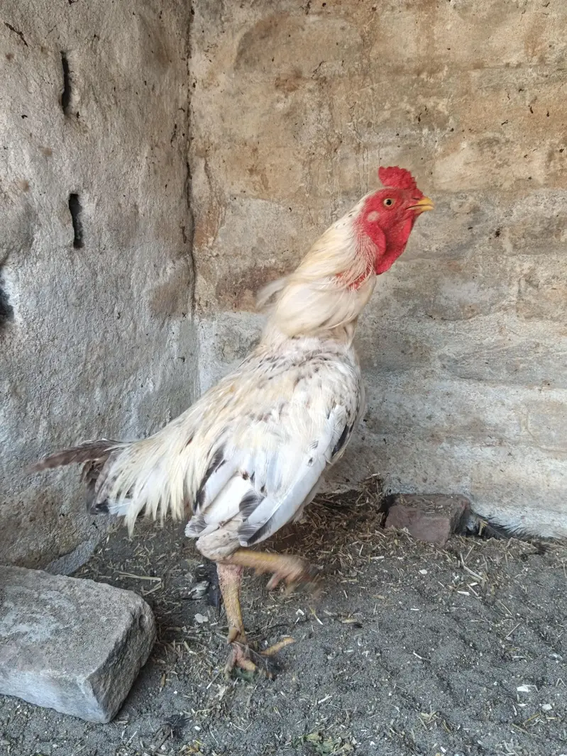 Pure Desi Broody Hens — photo 4