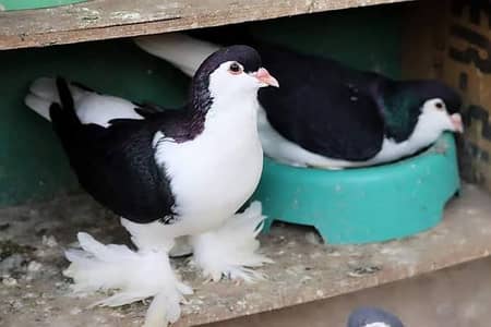 Lahori sherazi breeder pair.