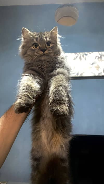 Persian Kittens up for sale