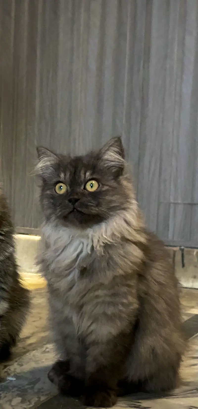 Persian Kittens up for sale — photo 2