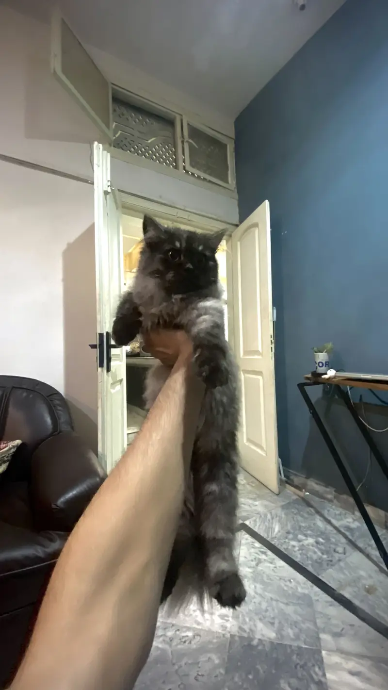 Persian Kittens up for sale — photo 3