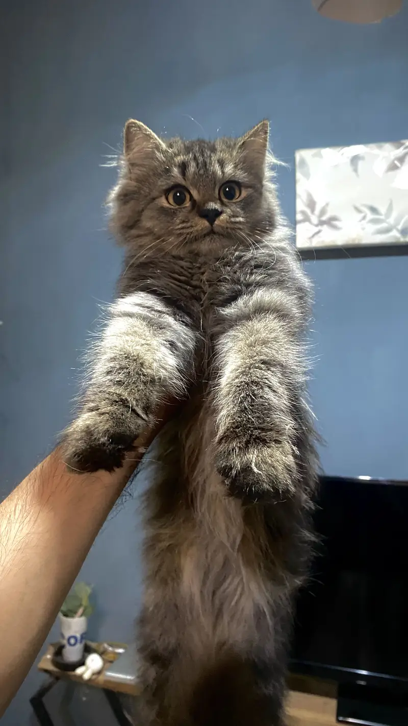 Persian Kittens up for sale — photo 4