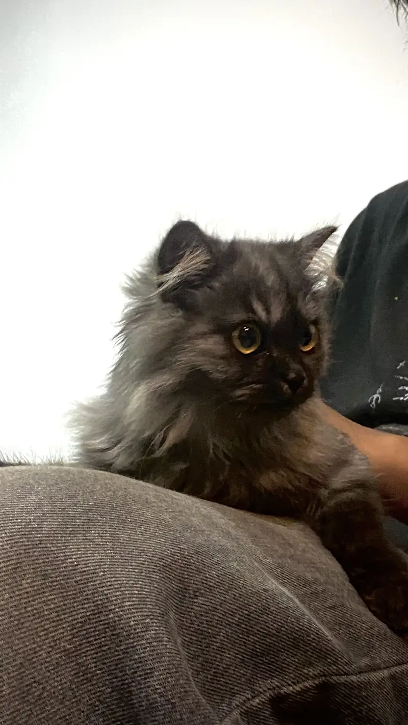 Persian Kittens up for sale — photo 5