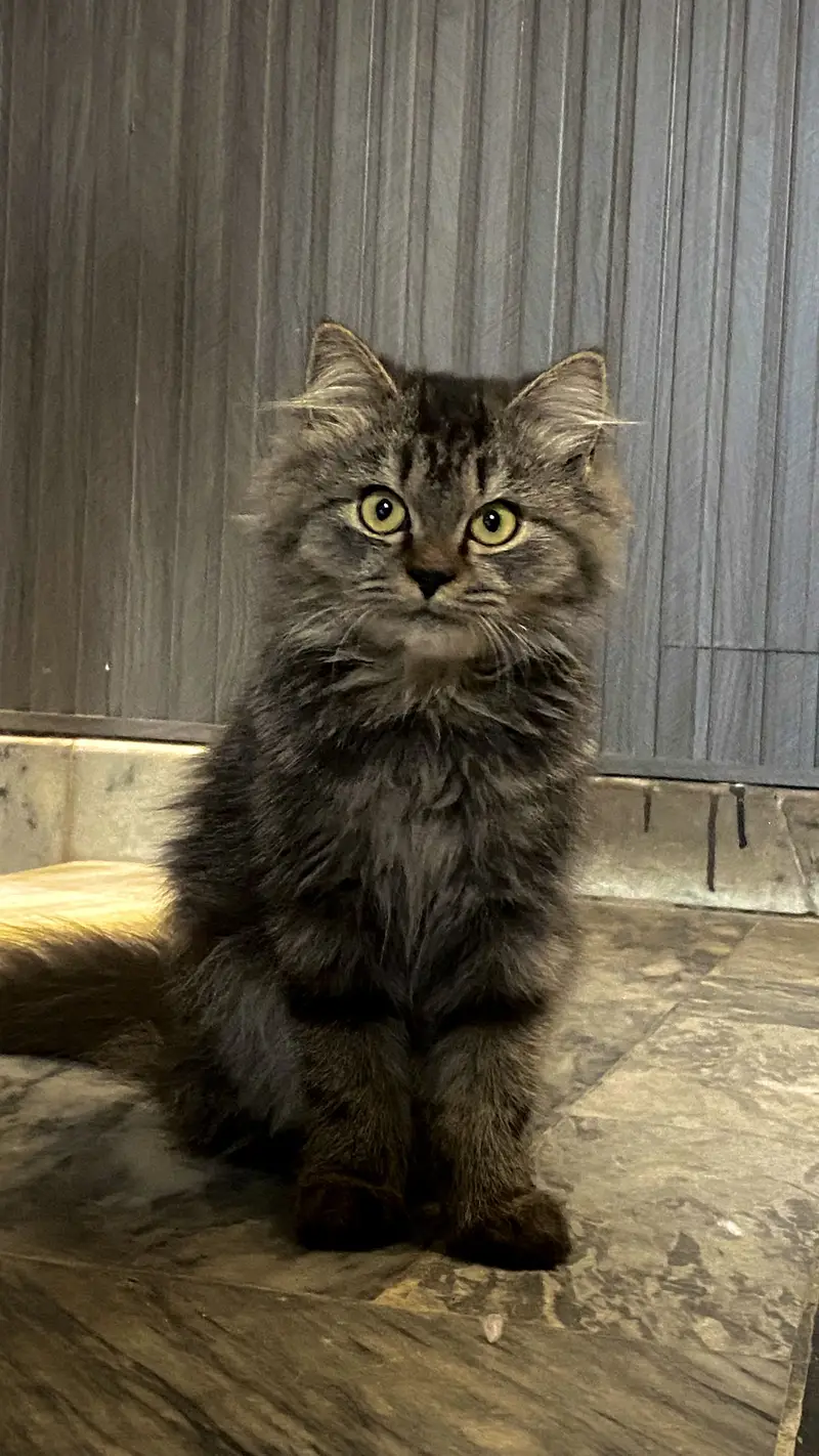 Persian Kittens up for sale — photo 6