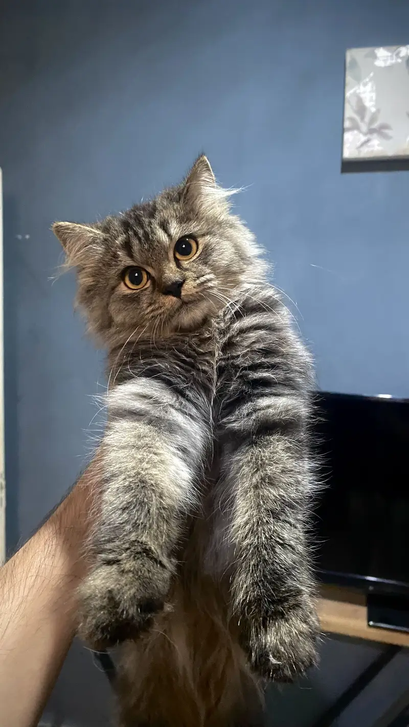 Persian Kittens up for sale — photo 7
