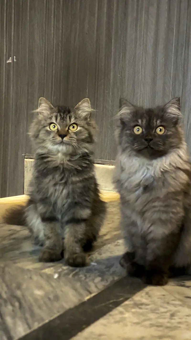 Persian Kittens up for sale — photo 8