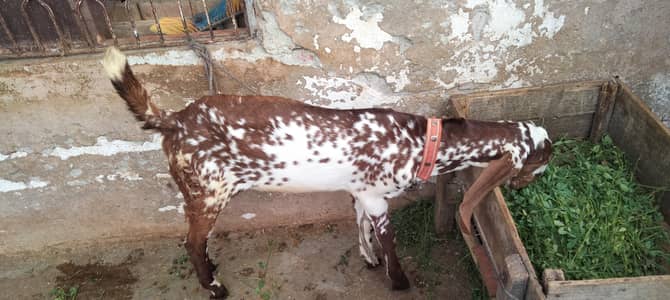 makhe chena Bakra for sell