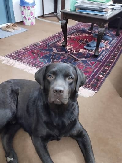 Labrador Dog