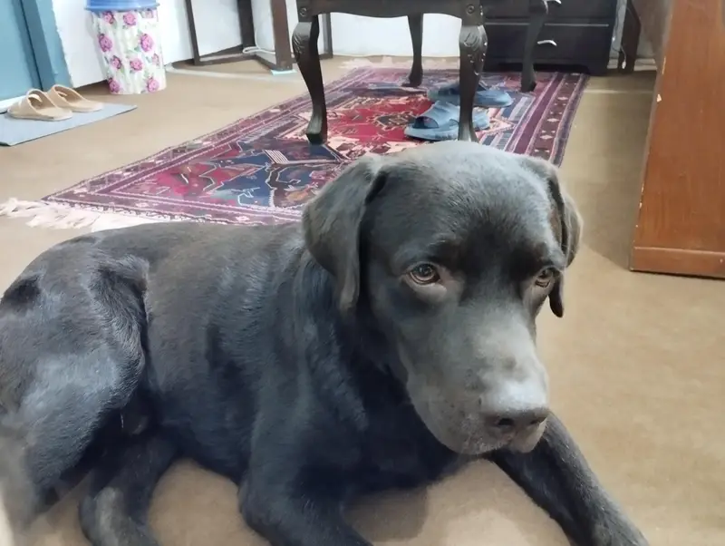 Labrador Dog — photo 2