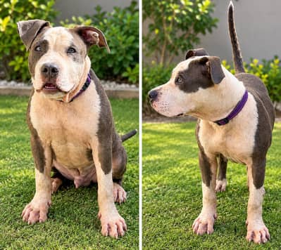 American Pitbull Puppy