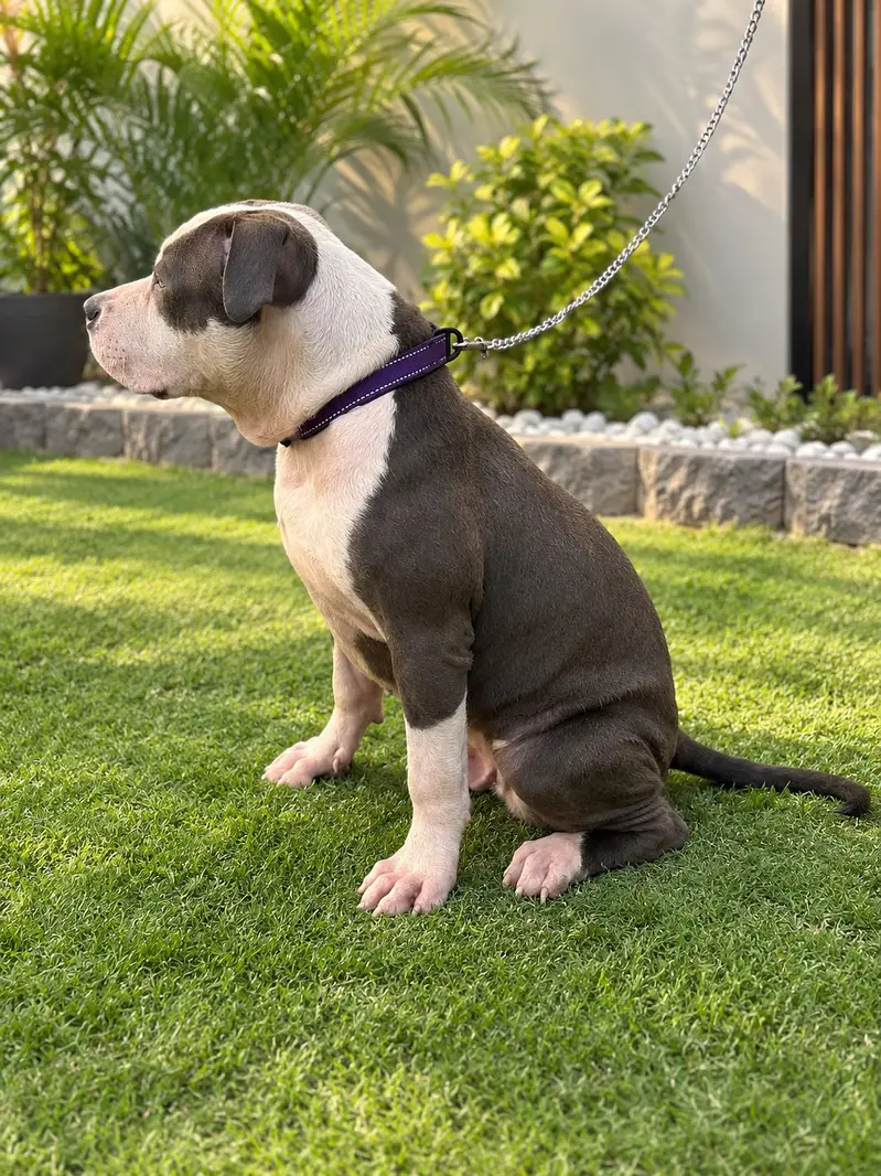 American Pitbull Puppy — photo 3