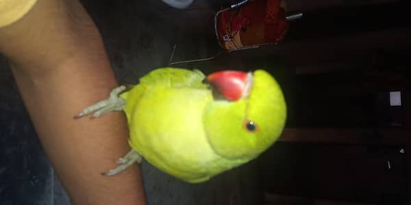 hand time talking parrot patha ha abhi  gisko chahiya rabta kara