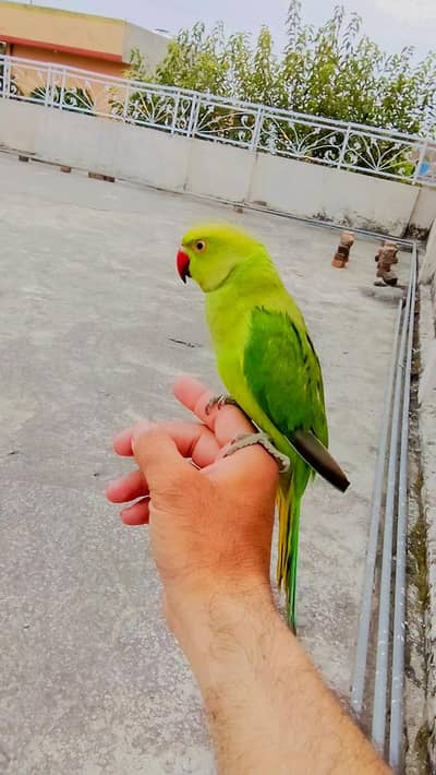 03369510495  parrot for sale