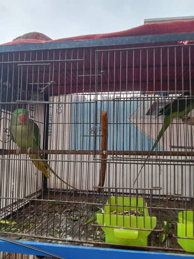 green parrots breder pair | talking parrot | birds