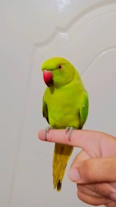 03435131048  parrot for sale