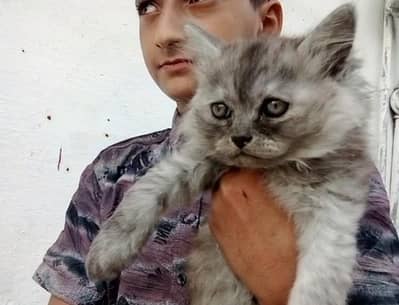 gre triple cote prison kittan full trnd wtsp 03181833788