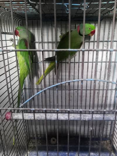 Raw breeder pair Jambo size