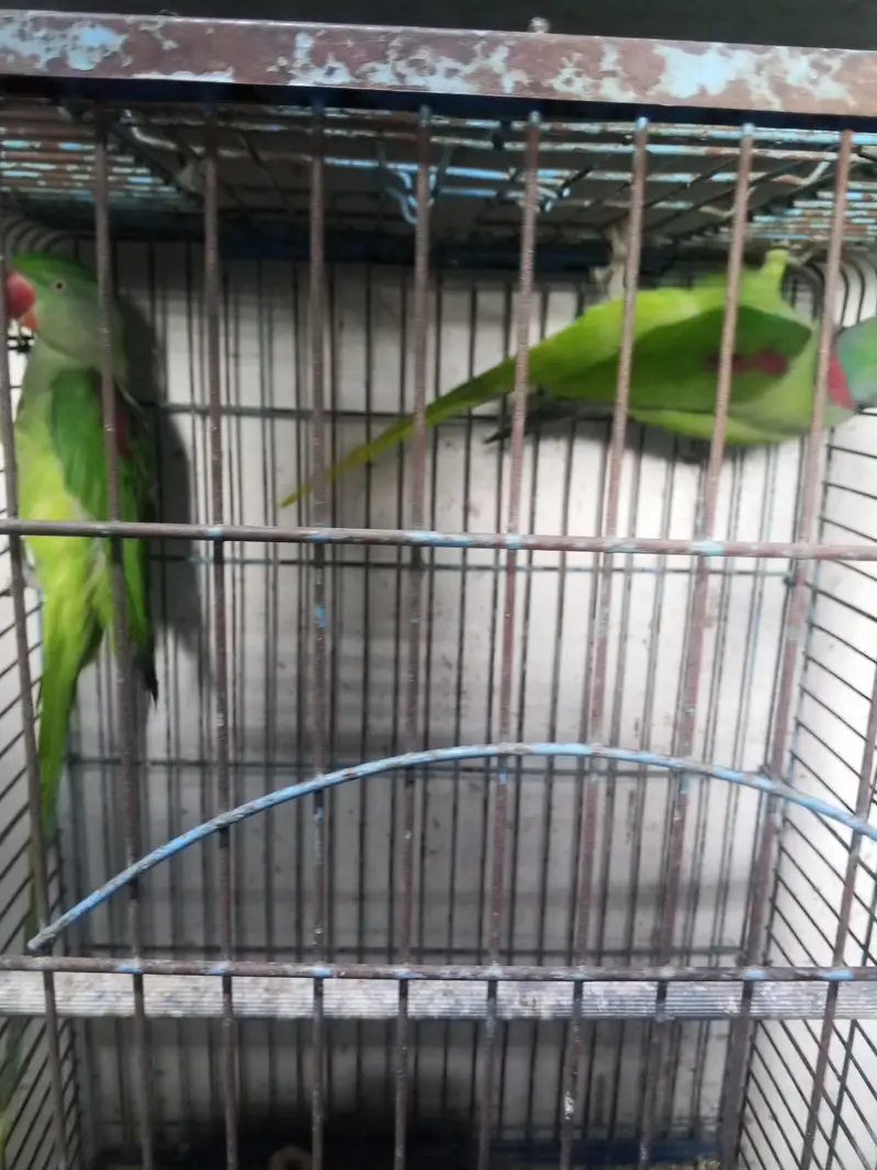 Raw breeder pair Jambo size — photo 2