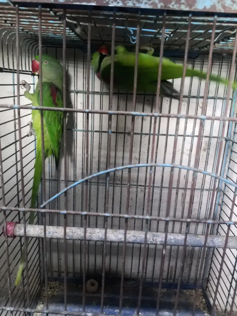 Raw breeder pair Jambo size — photo 3