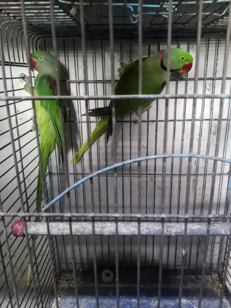 Raw breeder pair Jambo size — photo 4