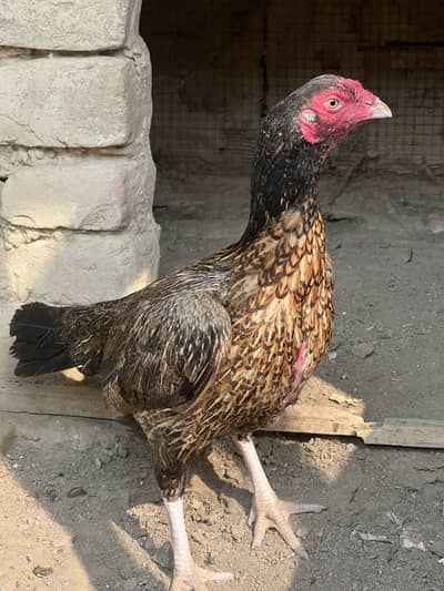 Amroha Aseel Madi