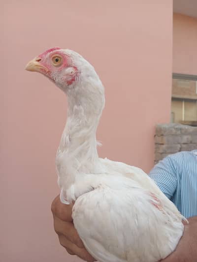 Pure Aseel White Paper 1 Male and 2 Female