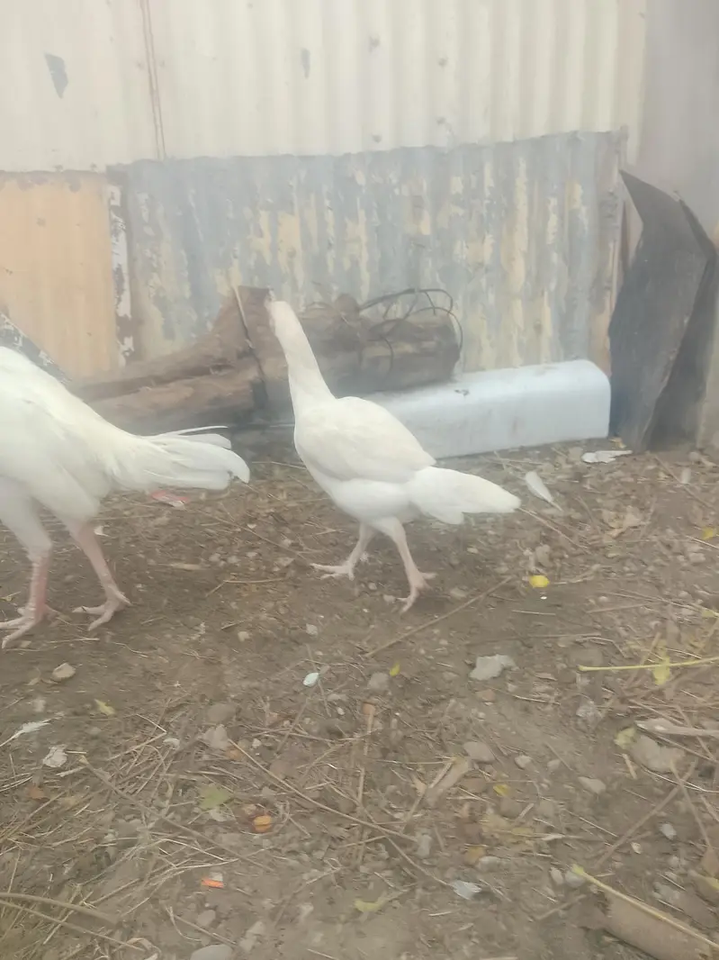 1 saal ki madi — photo 3