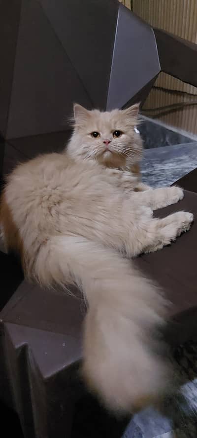Female triple coated cat