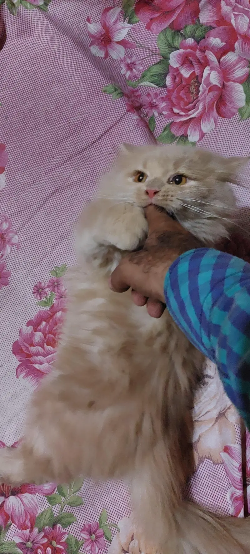 Female triple coated cat — photo 2