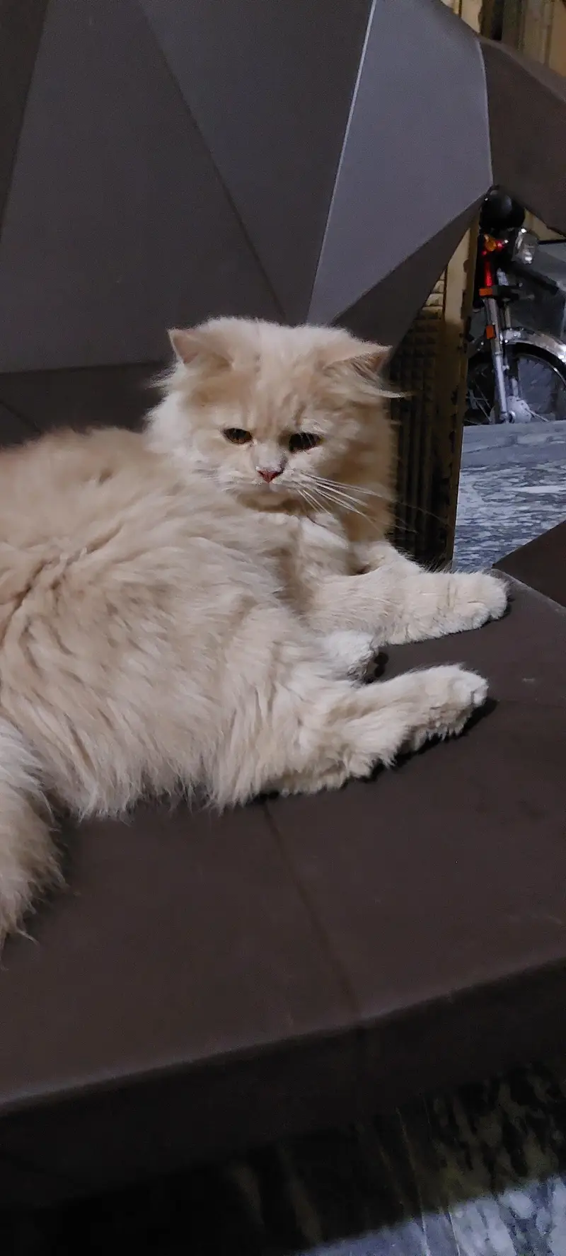 Female triple coated cat — photo 3