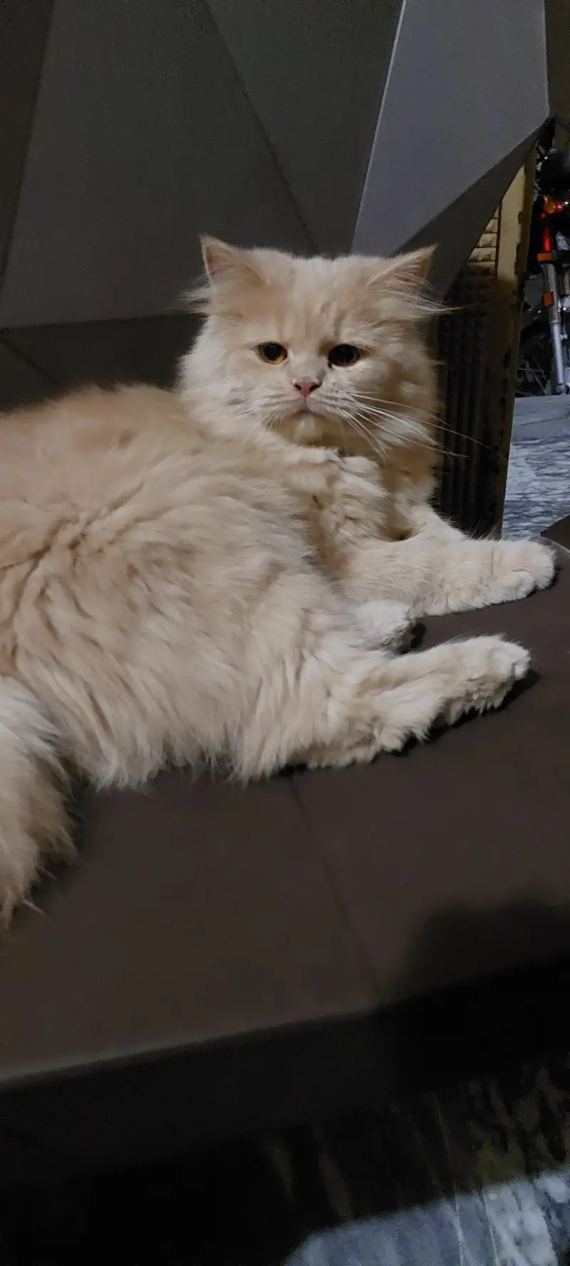 Female triple coated cat — photo 4