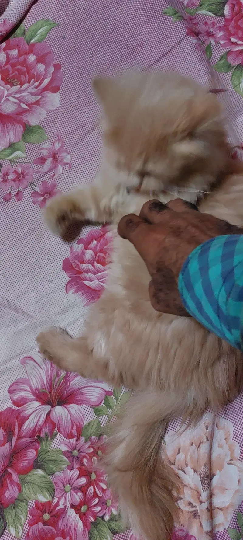 Female triple coated cat — photo 5