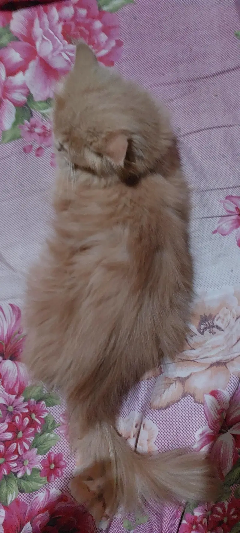 Female triple coated cat — photo 6