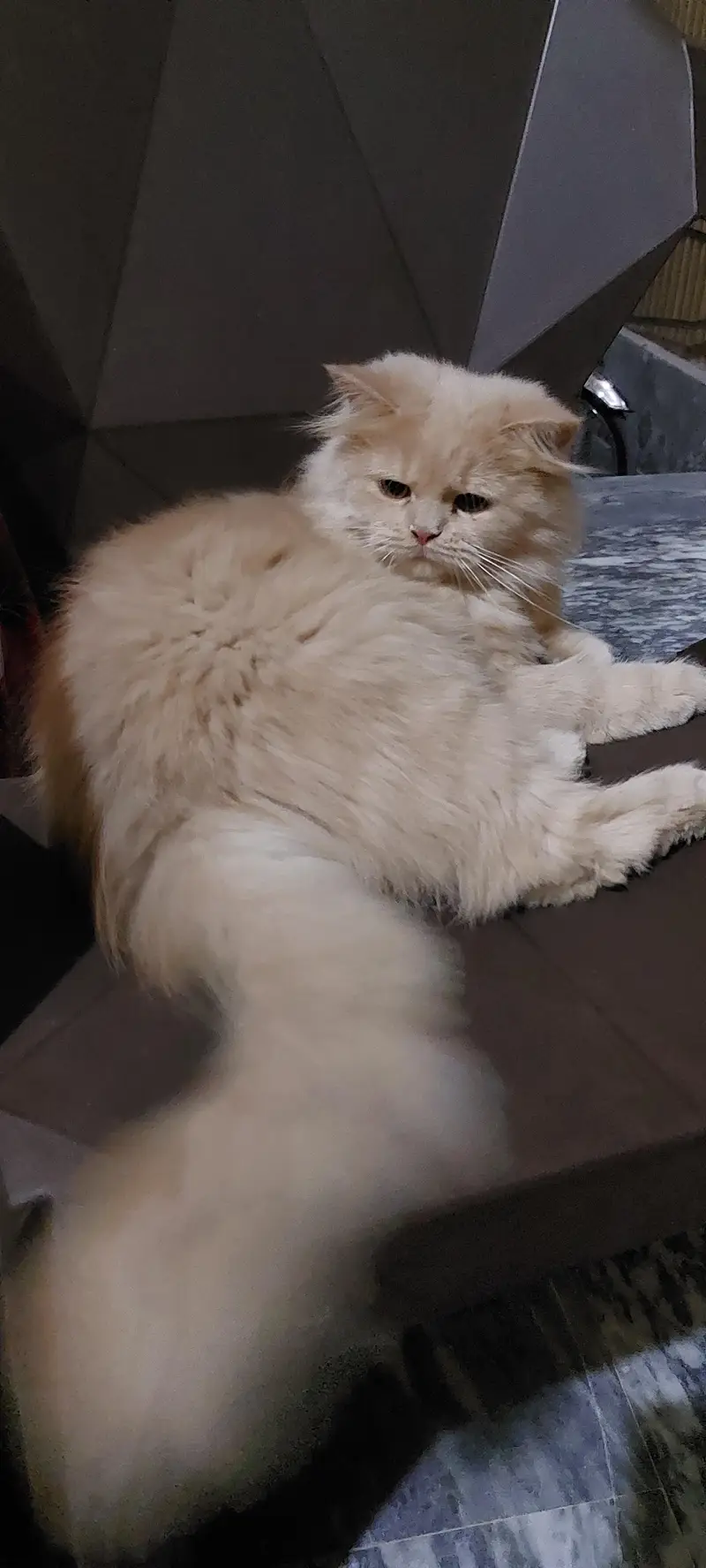 Female triple coated cat — photo 7