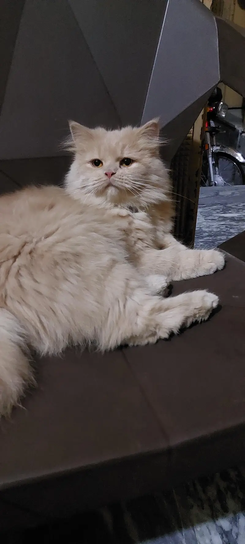 Female triple coated cat — photo 8