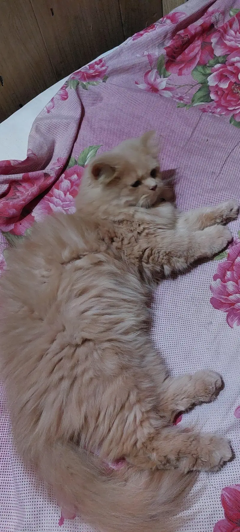 Female triple coated cat — photo 9